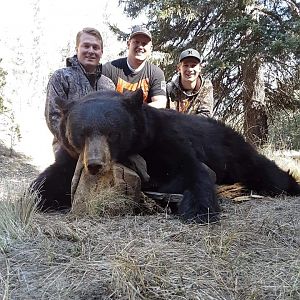 Arizona USA Hunt Black Bear