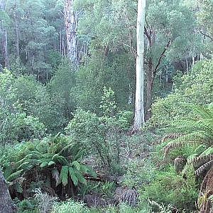 Hunt Fox in Australia