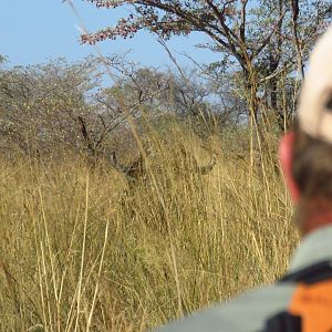 Buffalo Hunting in Namibia