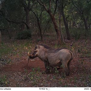 South Africa Trail Cam Pictures Warthog