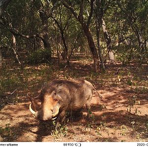 Trail Cam Pictures of Warthog in South Africa