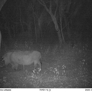 Warthog Trail Cam Pictures South Africa