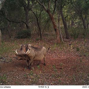 Warthog Trail Cam Pictures South Africa