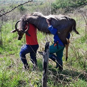 Nyala Hunt South Africa