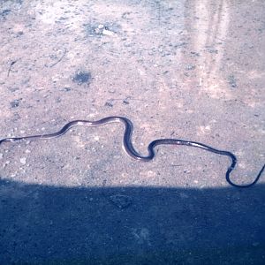 Black Mamba Namibia