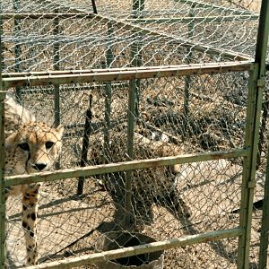 Cheetah Capture Namibia