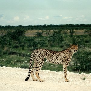 Cheetah at Etosha National Park in Namibia