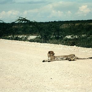 Cheetah at Etosha National Park in Namibia