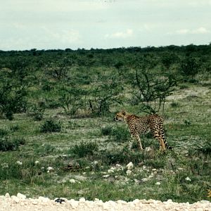 Cheetah at Etosha National Park in Namibia