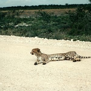 Cheetah at Etosha National Park in Namibia