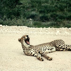 Cheetah at Etosha National Park in Namibia