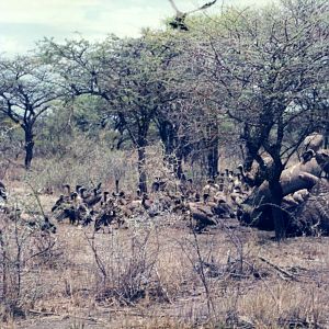 Elephant Carcass at Etosha National Park in Namibia