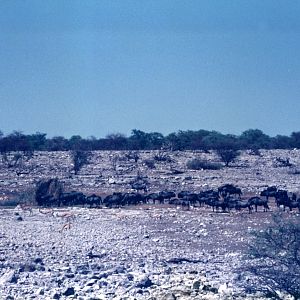Blue Wildebeest at Etosha National Park in Namibia