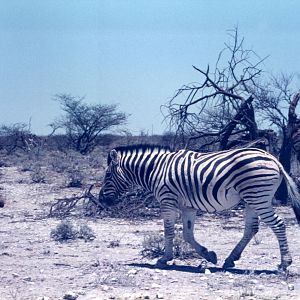 Zebra at Etosha National Park in Namibia