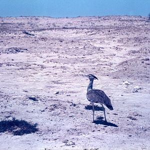 Secretary Bird at Etosha National Park in Namibia