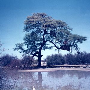 Weaver nests at Etosha National Park in Namibia