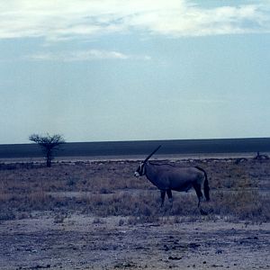 Gemsbok at Etosha National Park in Namibia