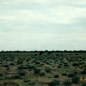 Ostrich at Etosha National Park in Namibia