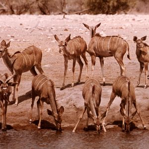 Kudu at Etosha National Park in Namibia