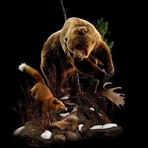 Grizzly & Fox Full Mount Taxidermy