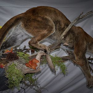 Mountain Lion Full Mount Taxidermy