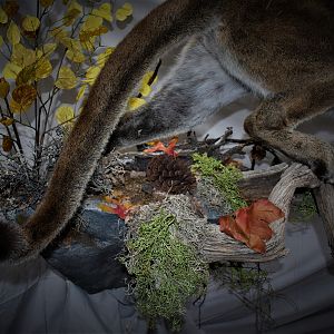 Mountain Lion Full Mount Taxidermy