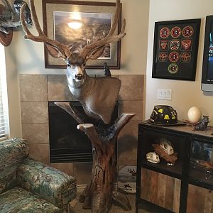 Mule Deer Pedestal Mount Taxidermy