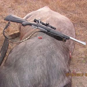 Asiatic Water Buffalo Hunting Australia