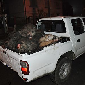 Wild Boar Hunt