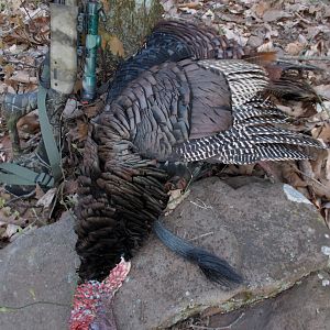 USA Hunting Turkey