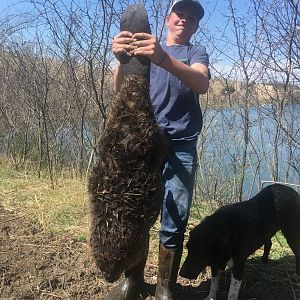 Hunt Beaver in USA
