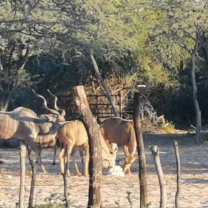 Kudu Rut in Botswana