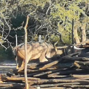 Kudu Rut in Botswana