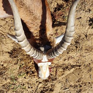 Blesbok Horns