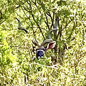 Magnificent Kudu Bull South Africa