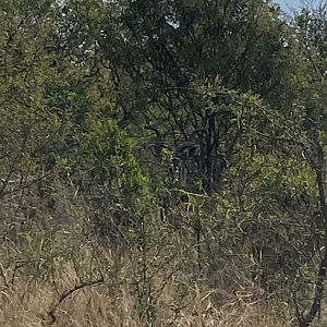 Magnificent Kudu Bull South Africa