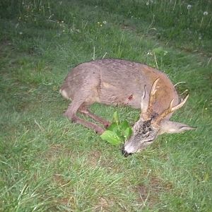 Hunting Roe Deer in Germany