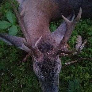 Germany Hunt Roe Deer