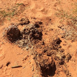 Hyena and Elephant tracks and dung