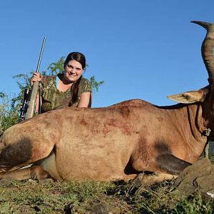 South Africa Hunting Red Hartebeest