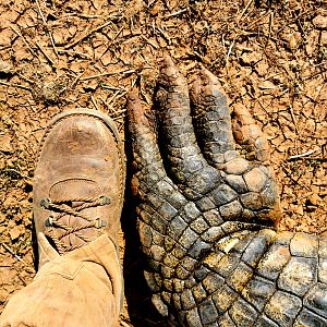 Crocodile foot comparison to size 11 boot