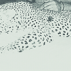 Leopard Hunting India