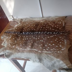 Chital Deer Backskin