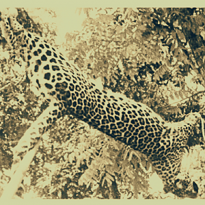 Leopard Hunt India