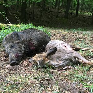 Hunt Hog & Deer in Germany