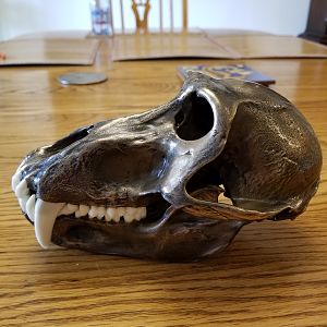 Bronzed Yellow Baboon Skull Taxidermy