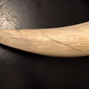 Reproduction Elephant Tusks Taxidermy