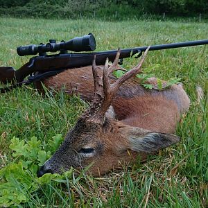 Roe Deer Hunt England