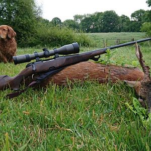 England Hunting Roe Deer