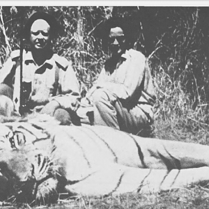 Bengal Tiger Hunt India